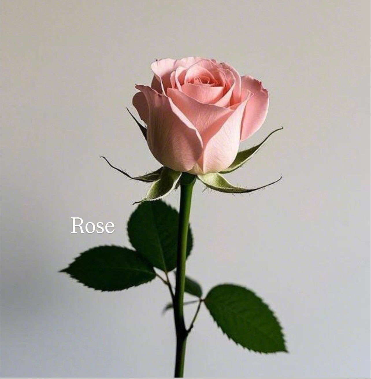 WHIMSY ROSE CANDLE